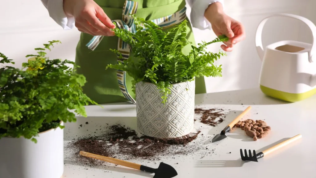 Essential Boston Fern Winter Care Tips