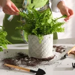 Essential Boston Fern Winter Care Tips
