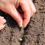 When to Direct Sow Garden Peas: A Timing Guide When to Direct Sow Garden Peas: A Timing Guide
