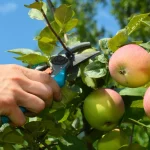 7 Fruit Trees and Vines You Should Prune in January