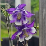 7 Native Plant Seeds You Can Direct Sow in Winter 7 Native Plant Seeds You Can Direct Sow in Winter