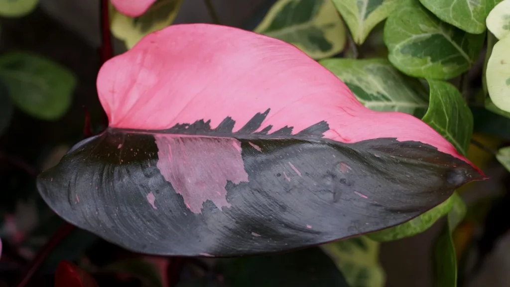 How to Maintain the Variegation on ‘Pink Princess’ Philodendron