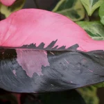 How to Maintain the Variegation on ‘Pink Princess’ Philodendron