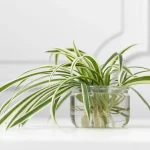 How to Grow Spider Plants in Water