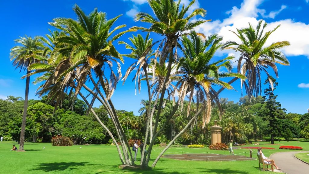 How to Fix a Leaning Palm Tree