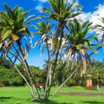 How to Fix a Leaning Palm Tree How to Fix a Leaning Palm Tree