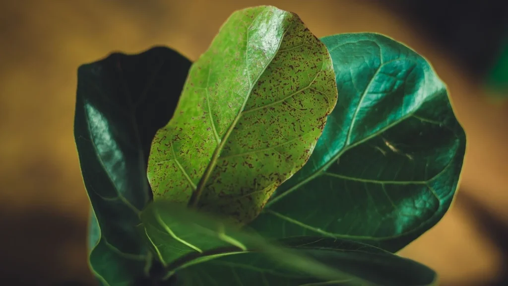 How to Treat Brown Spots on Your Fiddle Leaf Fig