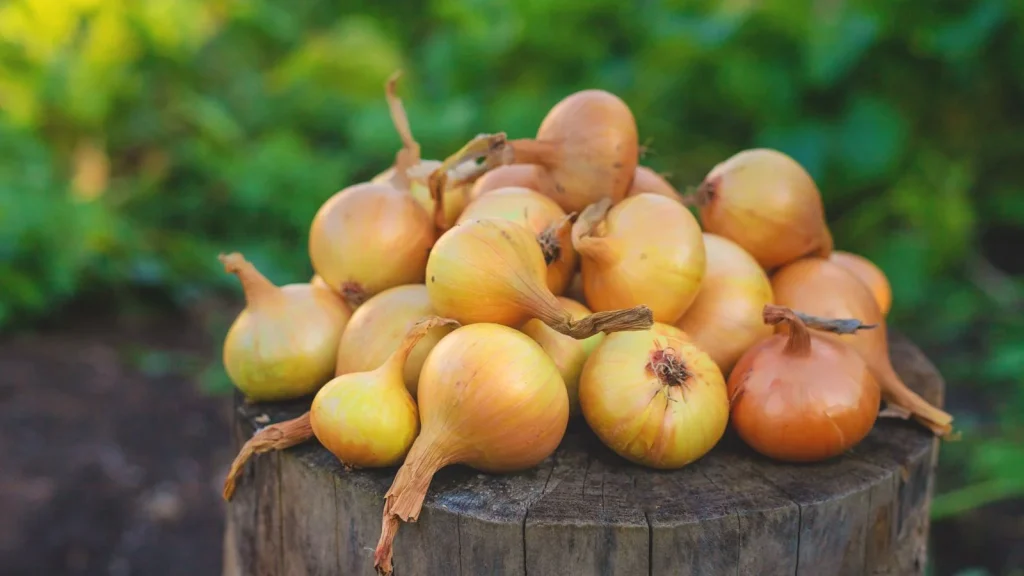 5 Best Sweet Onions to Grow This Year