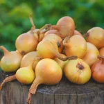 5 Best Sweet Onions to Grow This Year 5 Best Sweet Onions to Grow This Year