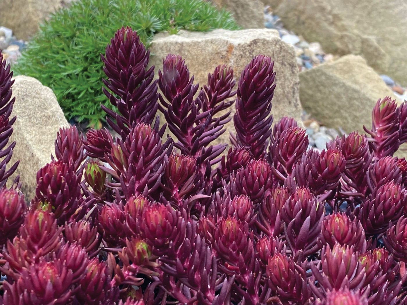 angelina sedum courtesy of chris hansen