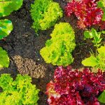 Crop Rotation Made Simple: The Four-Year Plan Crop Rotation Made Simple: The Four-Year Plan