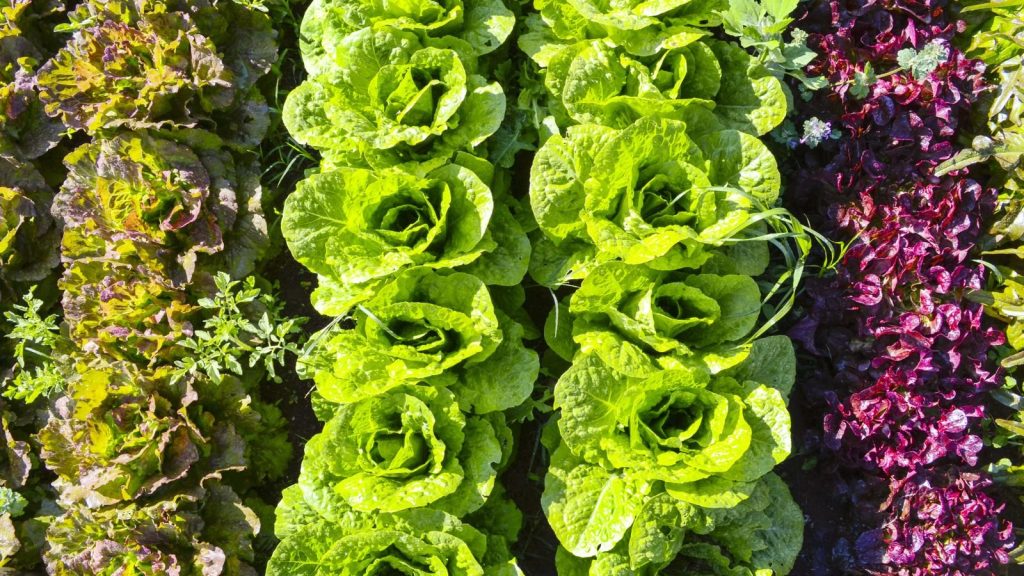 7 Easy and Healthy Greens to Grow at Home in January