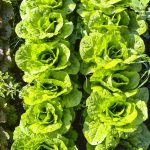 7 Easy and Healthy Greens to Grow at Home in January