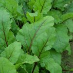 22 Vegetables to Grow in Shade