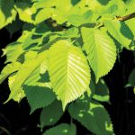 Fast-Growing Plants That Help Fill Gaps in the Mid-Atlantic