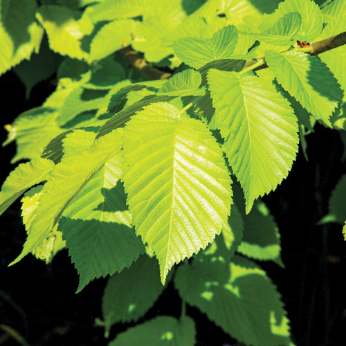 Fast-Growing Plants That Help Fill Gaps in the Mid-Atlantic