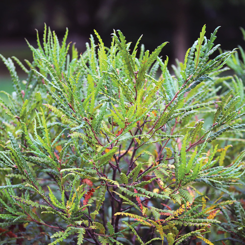 Fast-Growing Plants That Help Fill Gaps in Northeast Gardens