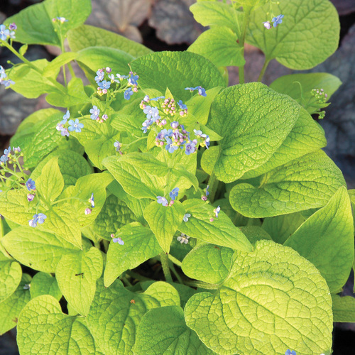Fast-Growing Plants That Help Fill Gaps in the Pacific Northwest