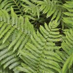 Fast-Growing Plants That Help Fill Gaps in Southeast Gardens