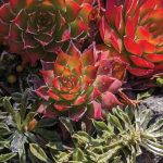 add succulent color and architectural intrigue with ‘gold nugget’ hens and chicks