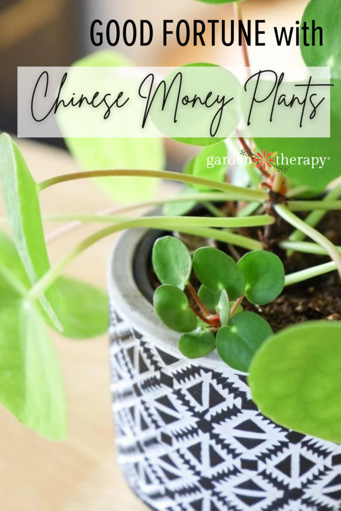 find good fortune with the chinese money plant