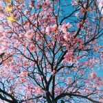 13 Flowering Trees to Plant for Beautiful Spring Blooms • The Garden Glove
