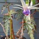 barb’s early blooms in california