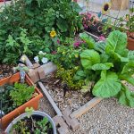 Dawn’s Wonderful Winter Garden in Arizona