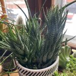 Houseplant Happenings – Fine Gardening