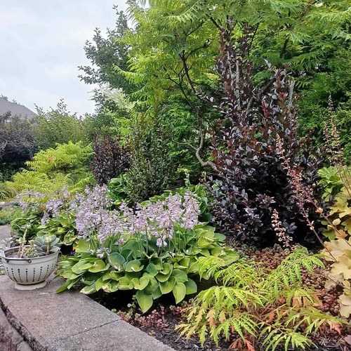 Marty’s 2025 Garden Highlights, Part 1