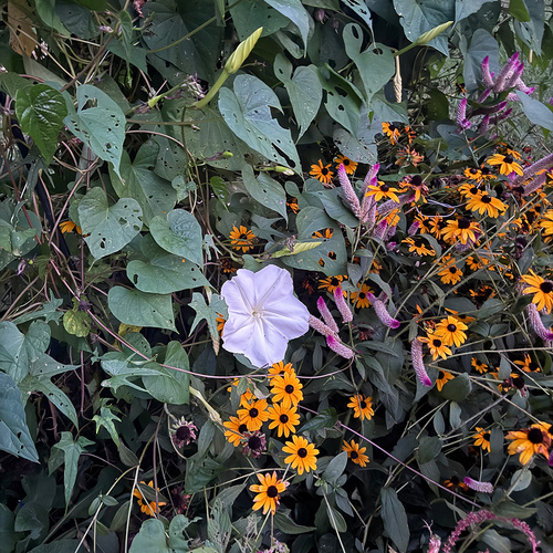Connie’s Colorful Garden in Georgia