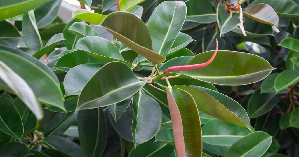 How to Grow and Care for Rubber Tree (Ficus elastica)