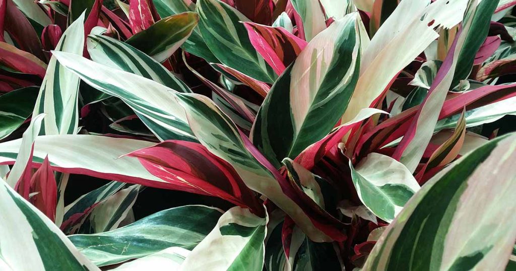 How to Grow Stromanthe Triostar Prayer Plants