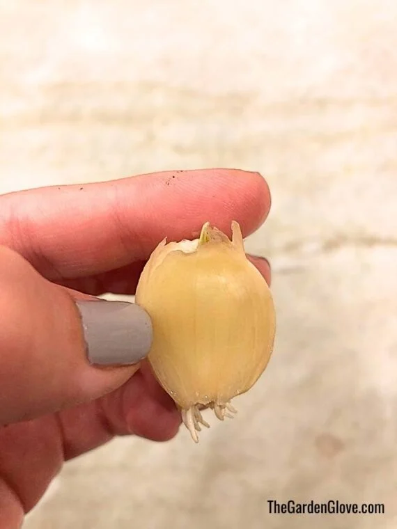 grow your own tasty bulbs at home! • the garden glove 15 small garlic clove with roots developing at base