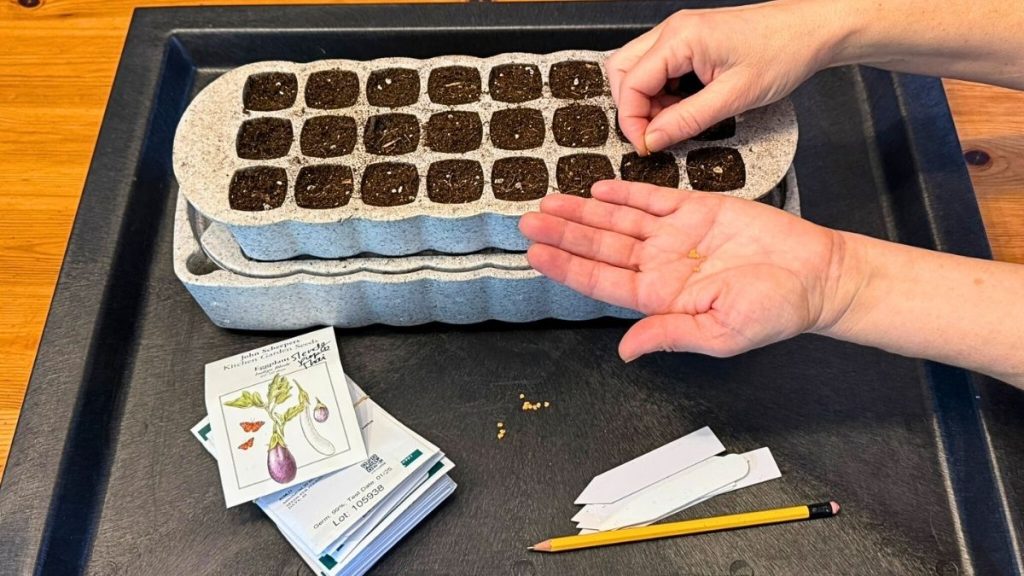 Growing Eggplant From Seed: Expert Tips for Success