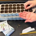 Growing Eggplant From Seed: Expert Tips for Success