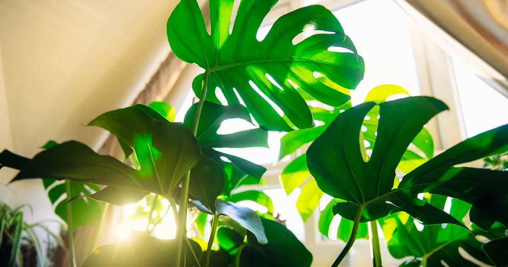 How to Bottom Water Houseplants