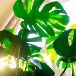 How to Bottom Water Houseplants How to Bottom Water Houseplants