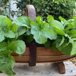 How to Grow Arugula: Planting, Care, and Harvest How to Grow Arugula: Planting, Care, and Harvest