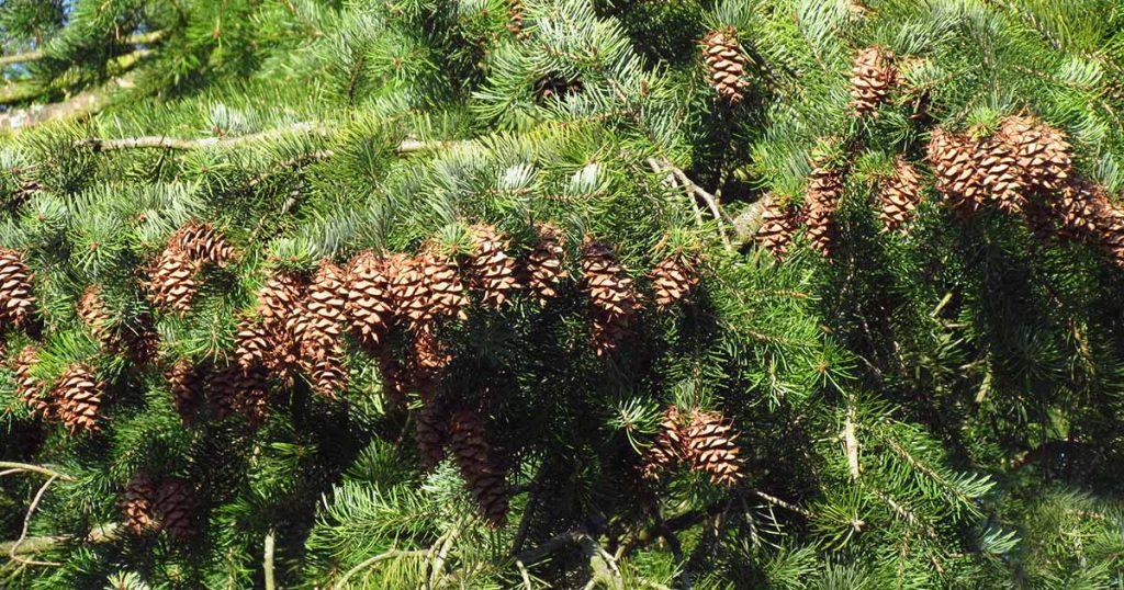Learn How to Grow Majestic Douglas Fir Trees