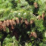 Learn How to Grow Majestic Douglas Fir Trees
