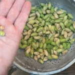 How to Grow Garbanzo Beans (Chickpeas)
