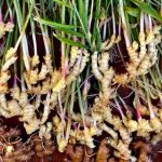 How to Grow Ginger: Tips for Success