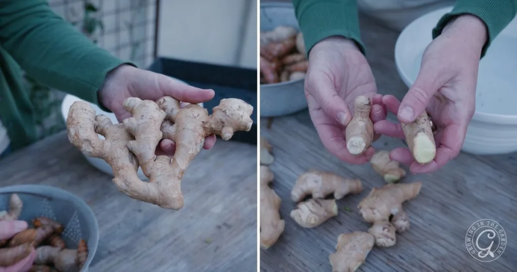a person demonstrates how to grow ginger by holding fresh ginger roots over a wooden table, displaying both whole and cut pieces.