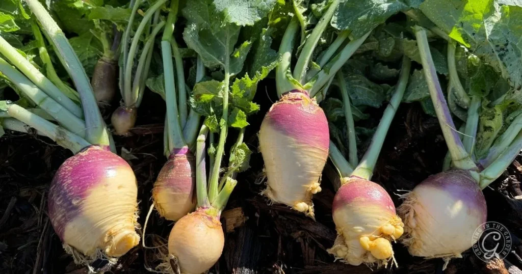 How to Grow Rutabagas (Plus Hot Climate Tips)