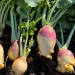 How to Grow Rutabagas (Plus Hot Climate Tips) How to Grow Rutabagas (Plus Hot Climate Tips)