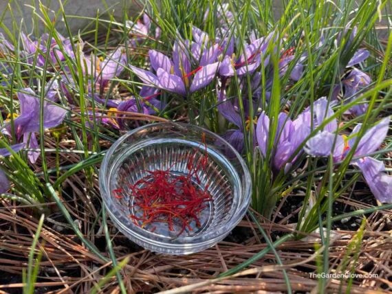 how to grow saffron at home • the garden glove 2 saffron flowers with a small dish of harvested saffron threads