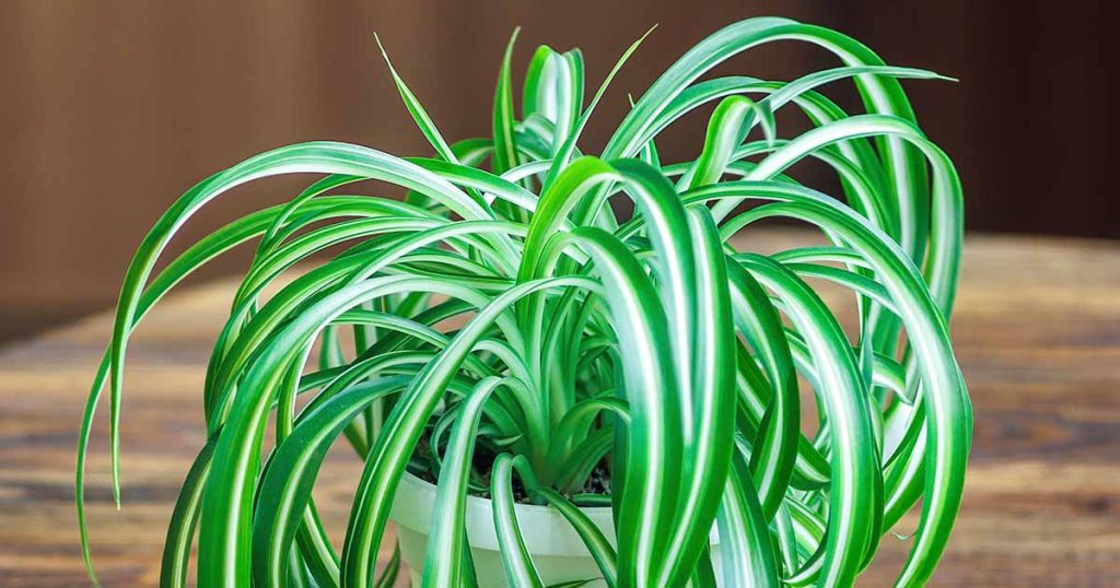 How to Grow and Care for Spider Plants