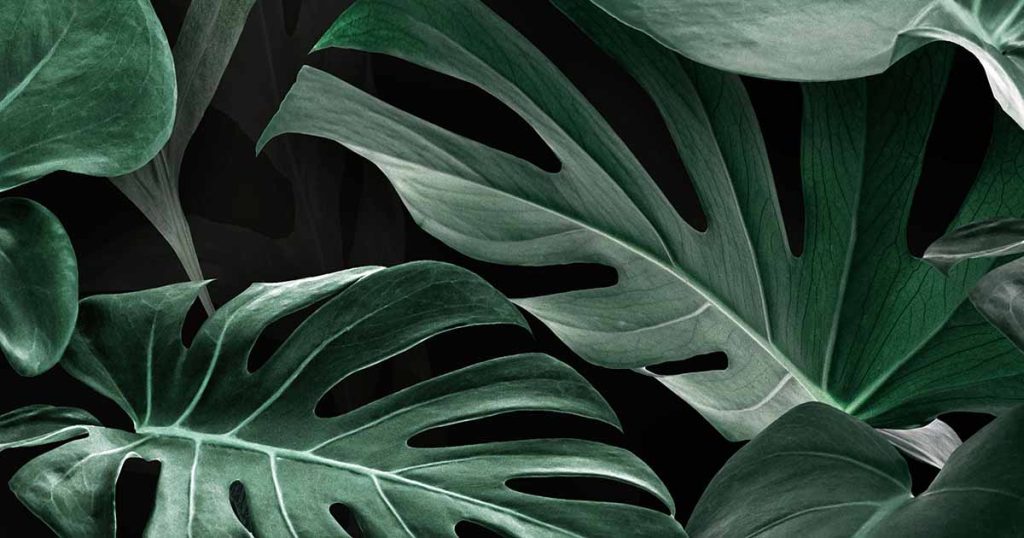 How to Grow and Care for Swiss Cheese Plants (Monstera)