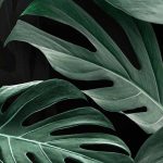 How to Grow and Care for Swiss Cheese Plants (Monstera)